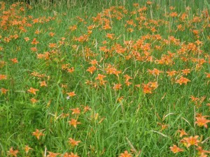 A whole field of daylilies