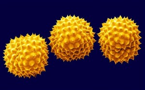 Ragweed pollen - see the barbs?