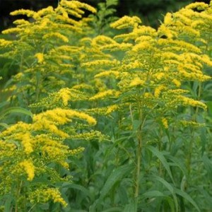 Goldenrod is not the culprit for hay fever