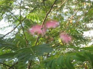 Mimosa tree blossoms