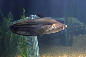 Wallago Catfish