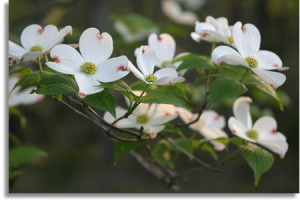 dogwood-tree-flowers