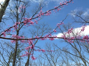 Redbud blossoms