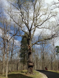 My favorite tree on Kings Mountain - I think it looks like an old man with wild eyebrows and now wild hair!