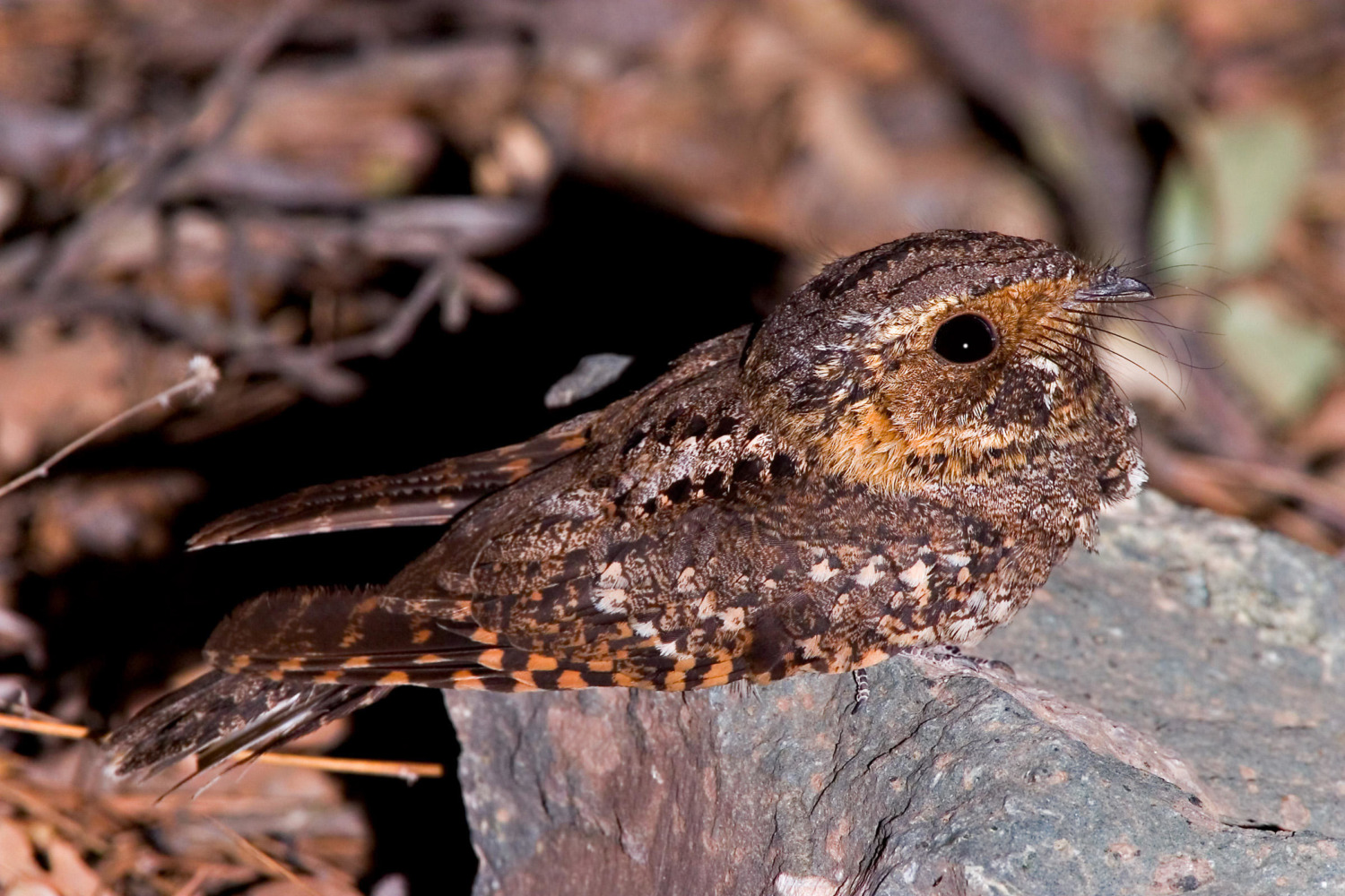 Eastern Whippoorwill Sharing Horizons