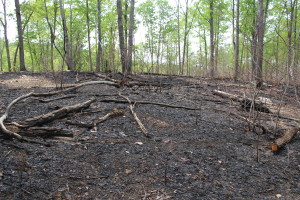 Burned area - but leaves still green on trees