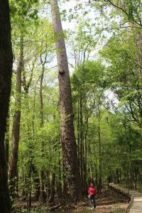 A really tall tree!
