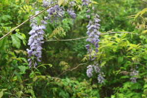 Wisteria on the grounds