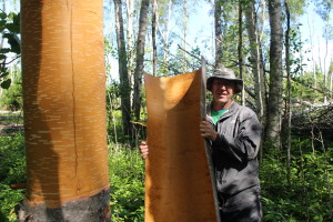 Gathering birch bark