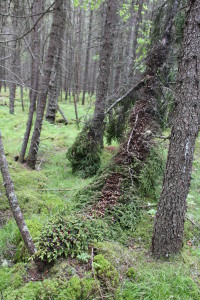 Black Spruce branch