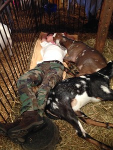 4-H boy sleeping with goats