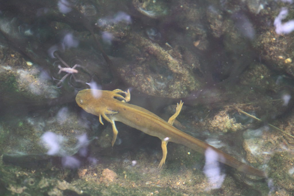 Salamanders, Dragonflies and Caterpillars Sharing Horizons