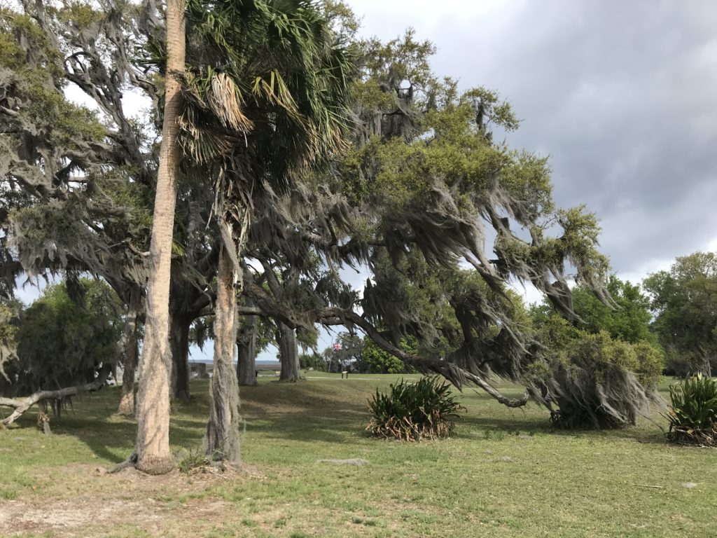 Pollen Season in Coastal Georgia - Sharing Horizons