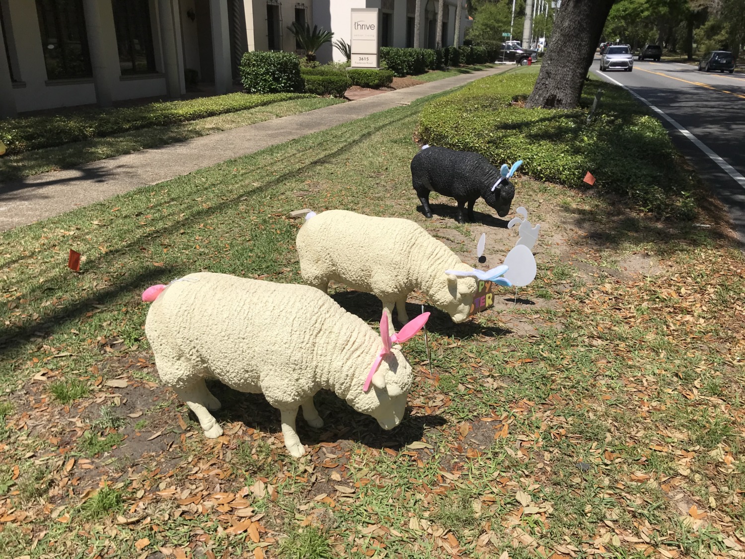 Simple Sheep and Silly Sheep - Sharing Horizons