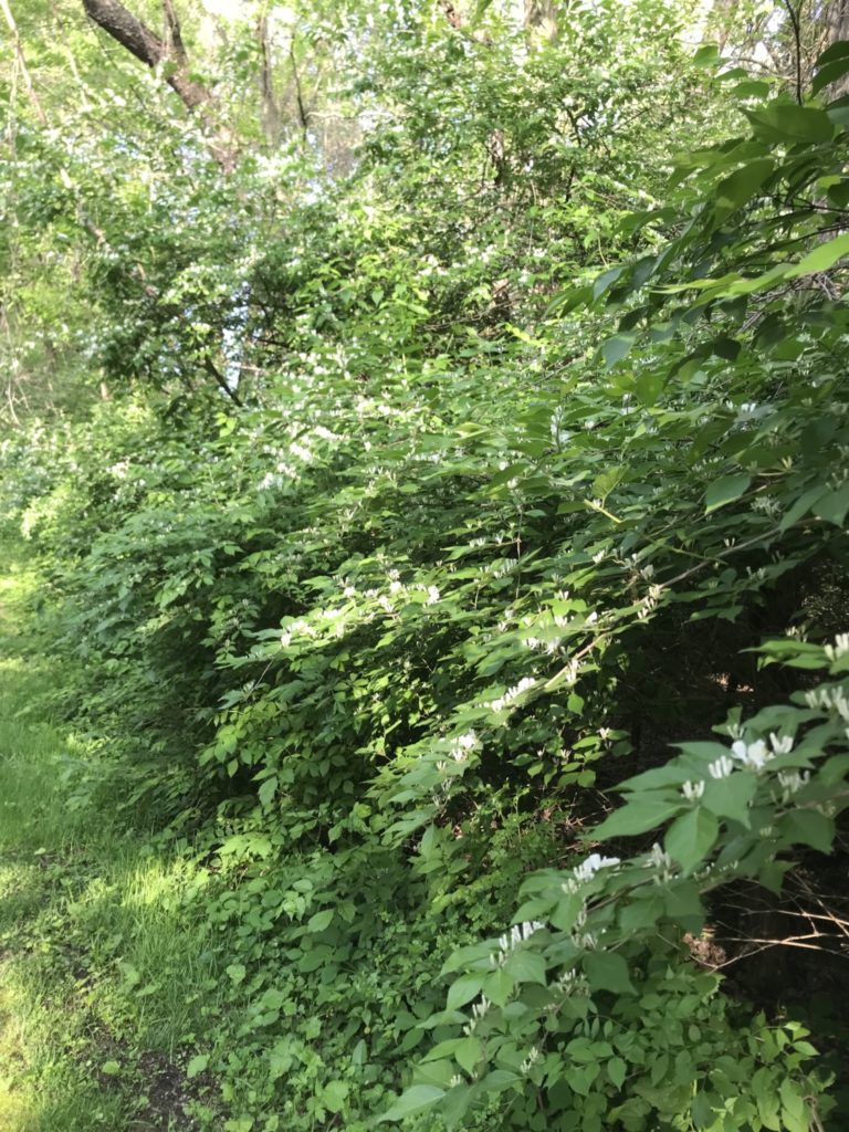 Honeysuckle Lane in CharMar Ridge Park Sharing Horizons