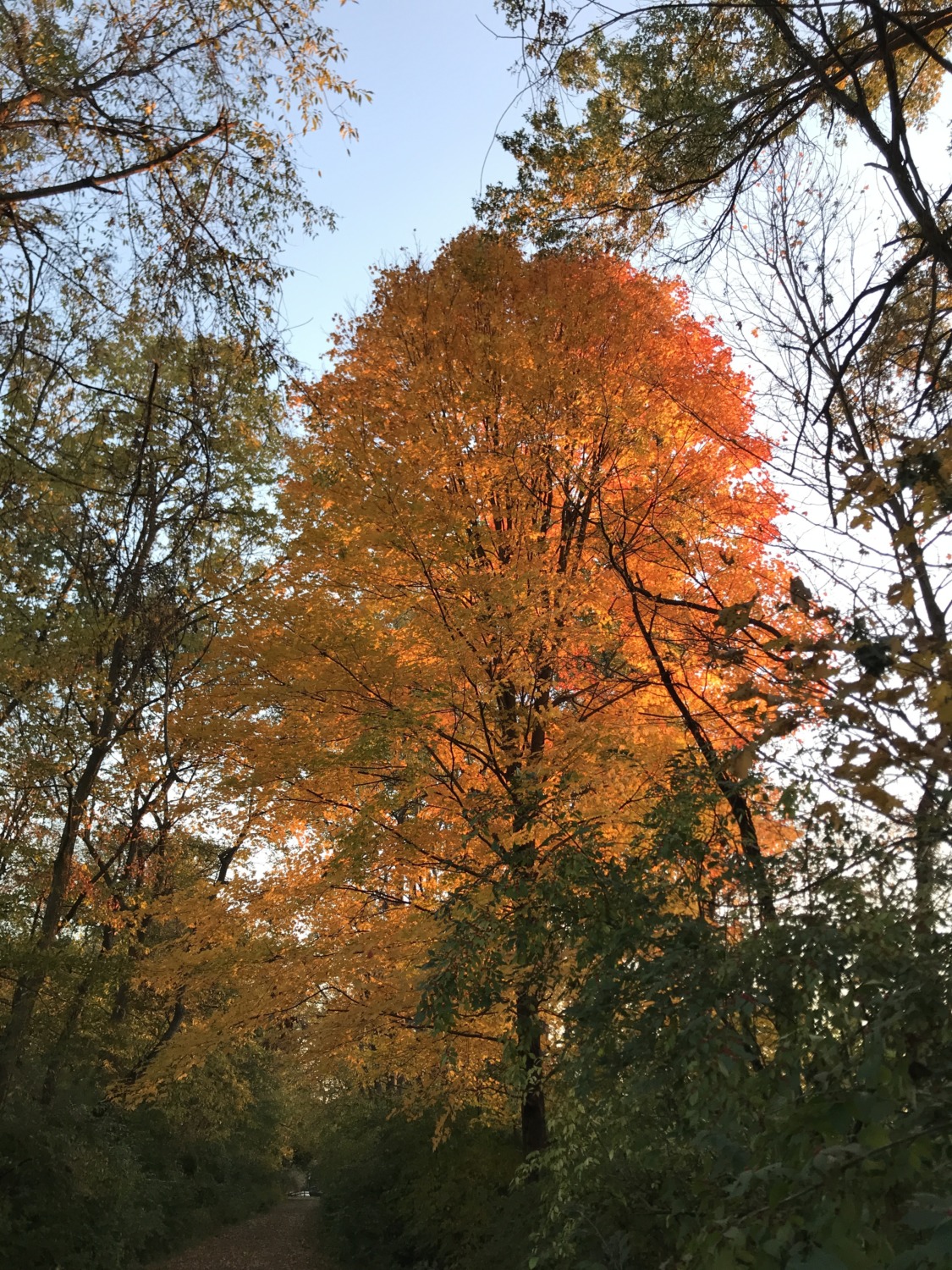 Fall Foliage In Ohio Sharing Horizons